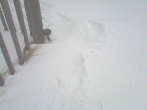 snow footprints edited