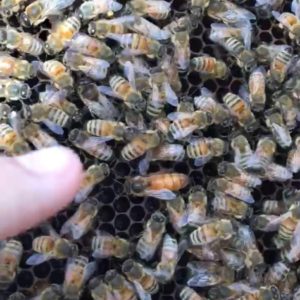 Kevin Mills' bees